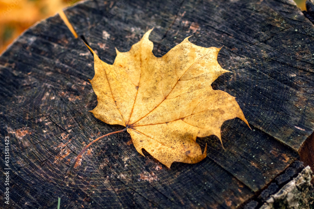 Yellow maple leaf in the forest on a tree stump, falling leaves in the autumn forest Yellow maple leaf in the forest on a tree stump, falling leaves in the autumn forest
