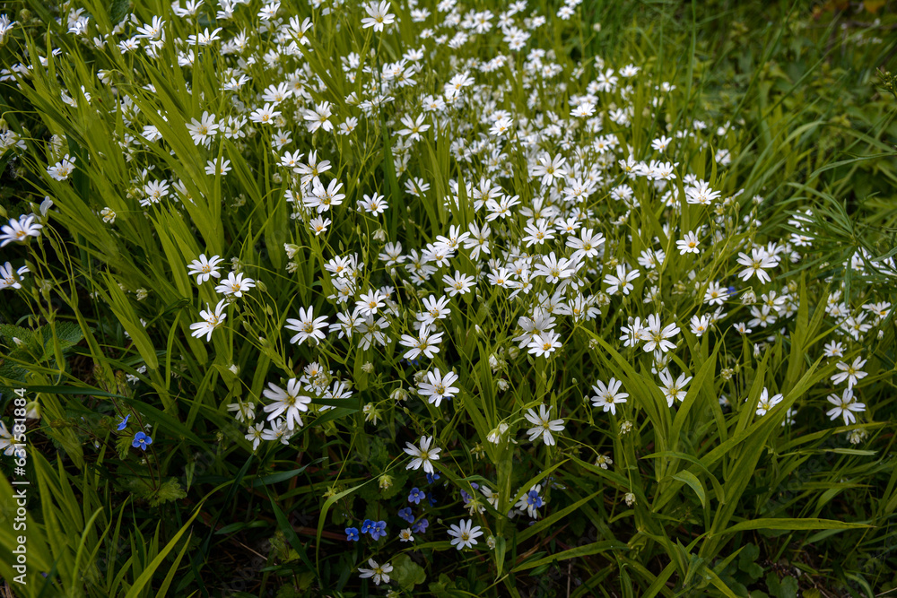 Fototapeta premium White flowers of Stellaria holostea (Rabelera holostea).