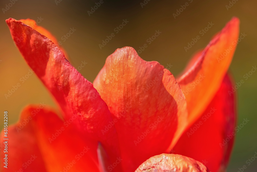 Close up of red tulip Close up of red tulip