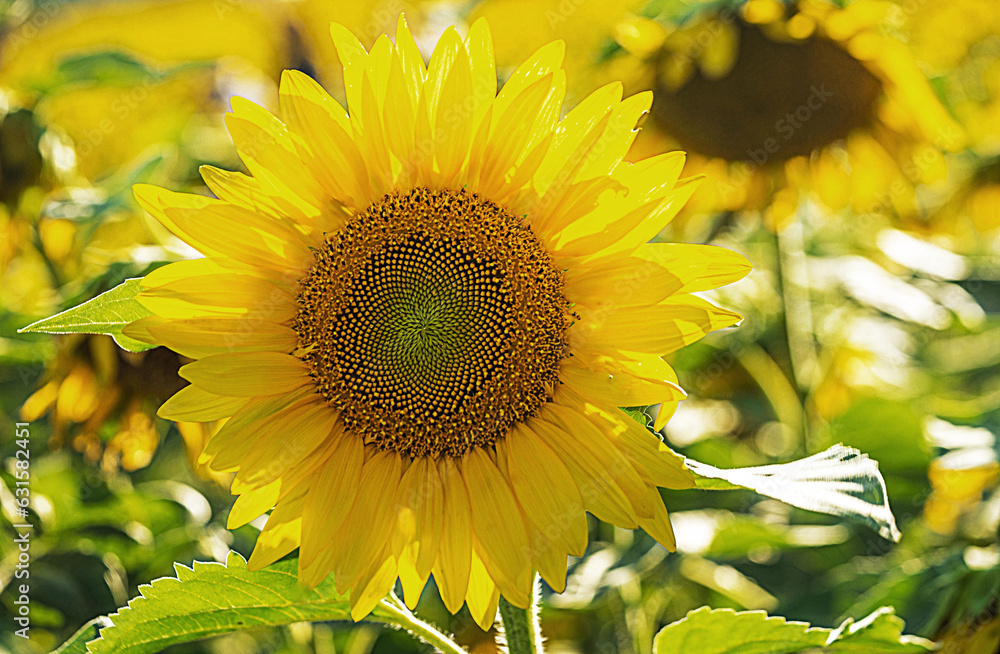 Fototapeta premium Sunflower