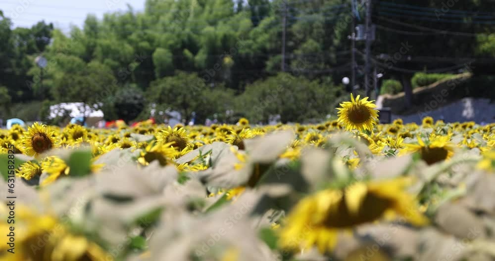 Sunflowers at the farm sunny day telephoto shot Sunflowers at the farm sunny day telephoto shot