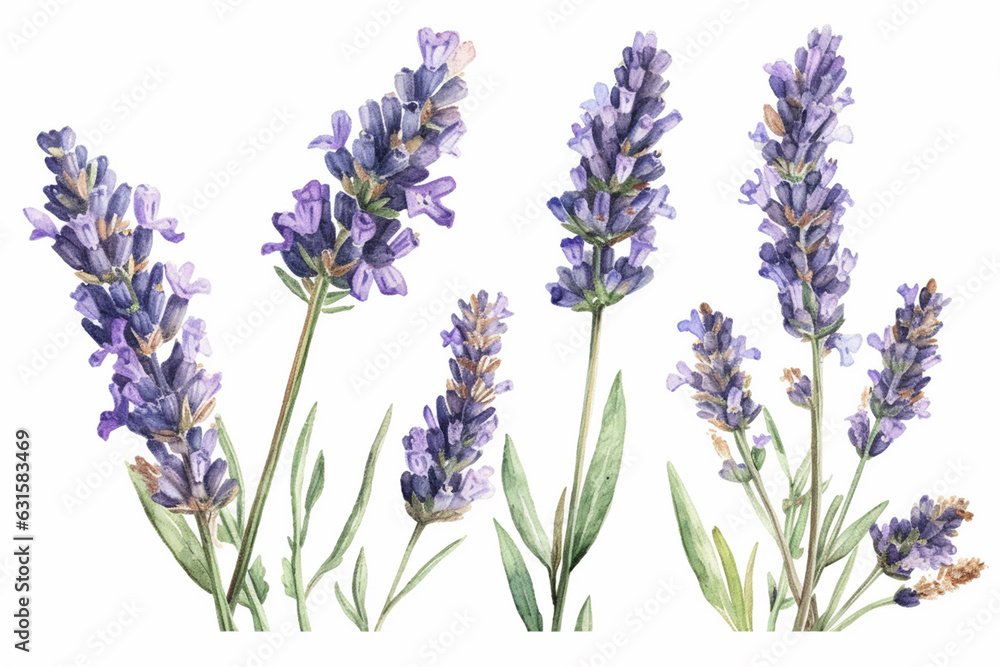 Naklejka premium lavender flowers isolated on white background