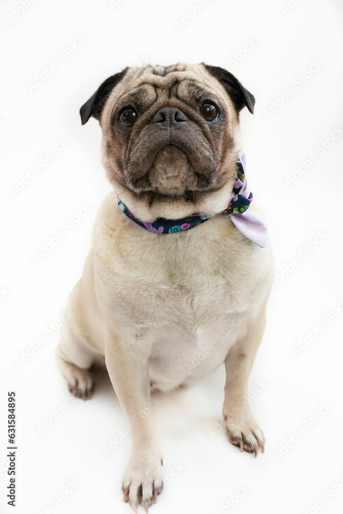 Cute pug dog wearing a neckerchief on a white background