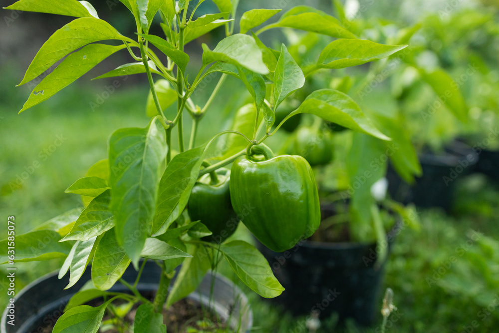 Green bell pepper fruit hangs on small plant growing in ceramic pot outdoor. Selective focus. Theme of growing vegetables at home. High quality photo Green bell pepper fruit hangs on small plant growing in ceramic pot outdoor. Selective focus. Theme of growing vegetables at home. High quality photo