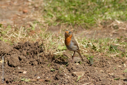 A European robin on the ground turning head to look at the camera photo