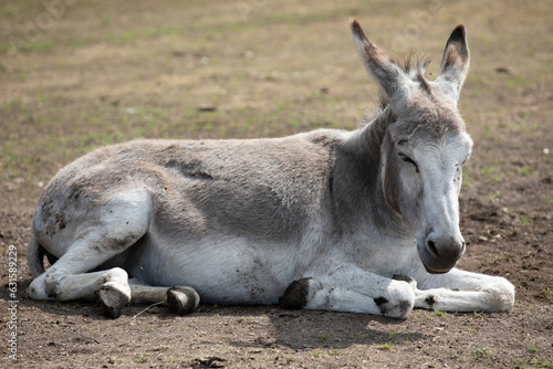 Donkey resting peacefully on the ground.