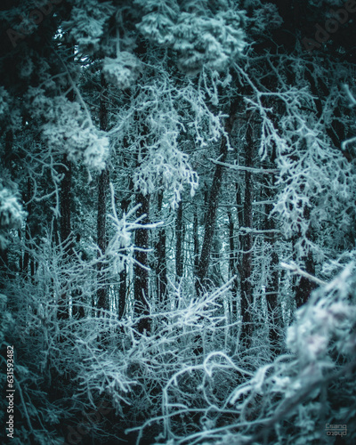 Snowy winter forest view