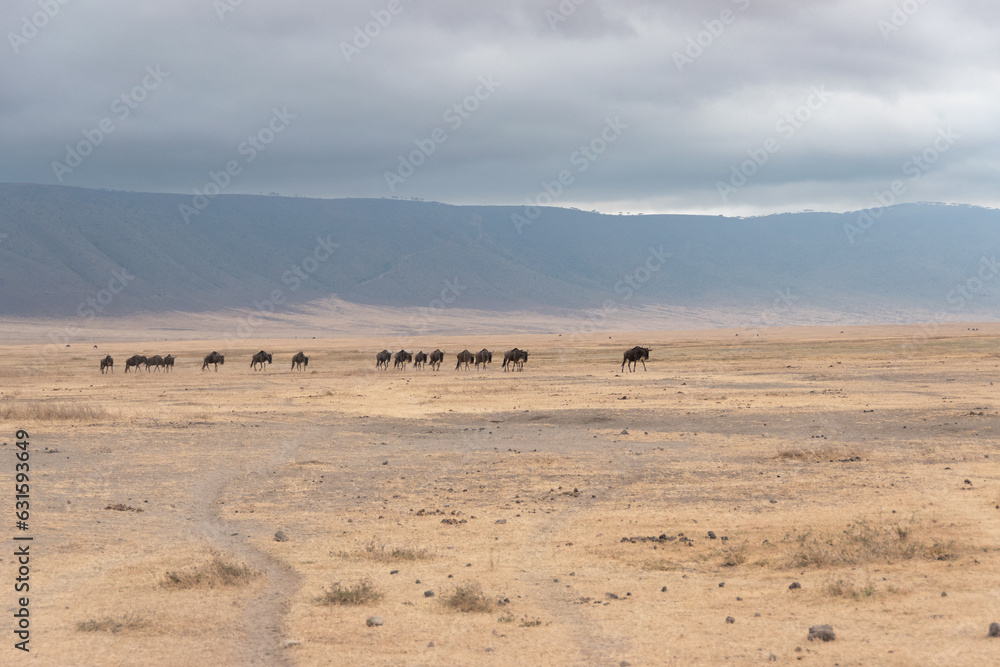 Fauna en el Ngorongoro