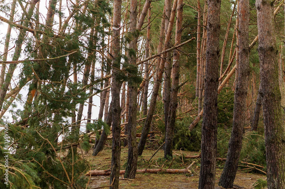Trees felled by the hurricane. The storm at sea. Destruction of a pine forest Trees felled by the hurricane. The storm at sea. Destruction of a pine forest
