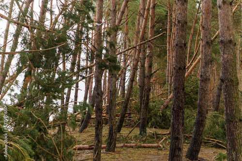 Trees felled by the hurricane. The storm at sea. Destruction of a pine forest