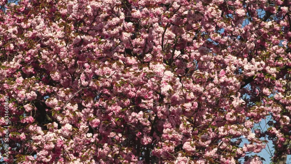 The enchanting allure of sakura blossoms in full bloom at Central Park The enchanting allure of sakura blossoms in full bloom at Central Park