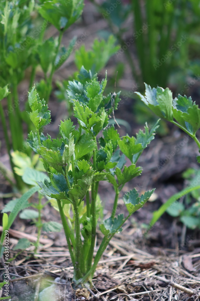Cultivation of celery, celery grows in a garden patch Cultivation of celery, celery grows in a garden patch