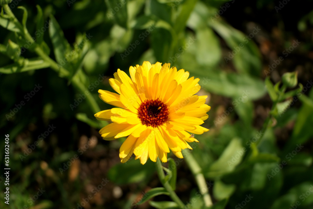 Close up of a vibrantly coloured yellow flower head of Calendula officinalis
Close up of a vibrantly coloured yellow flower head of Calendula officinalis