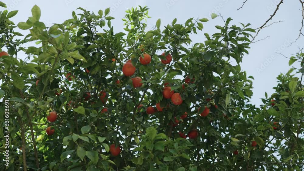 Slow motion orange tree in european city Slow motion orange tree in european city