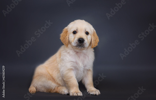 small dog puppy golden retriever labrador on a black background. 