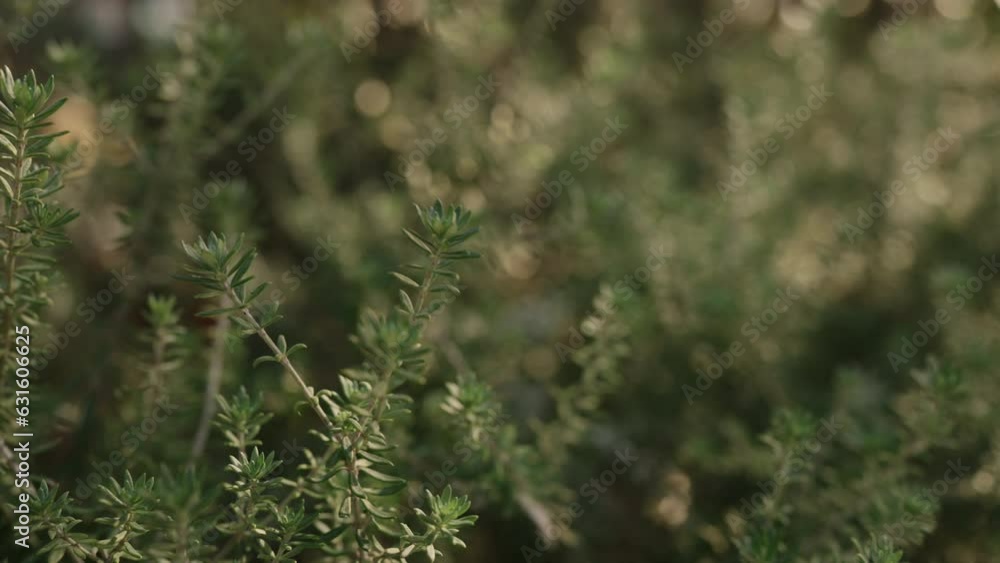 Slow motion closeup of wild rosemary Slow motion closeup of wild rosemary