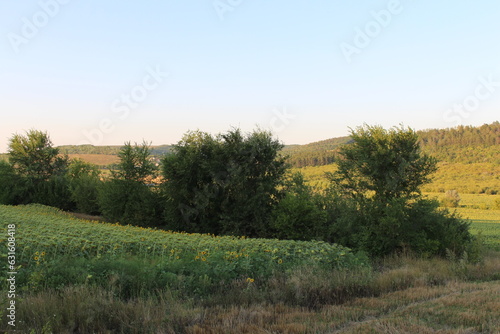 A field of trees and a field of grass