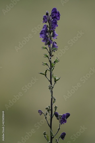 Blauer Eisenhut in früher Blüte, Aconitum napellus photo