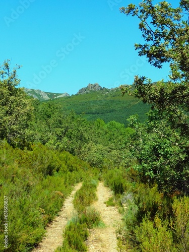  mountain in the forest in the Carballeda region in Zamora province