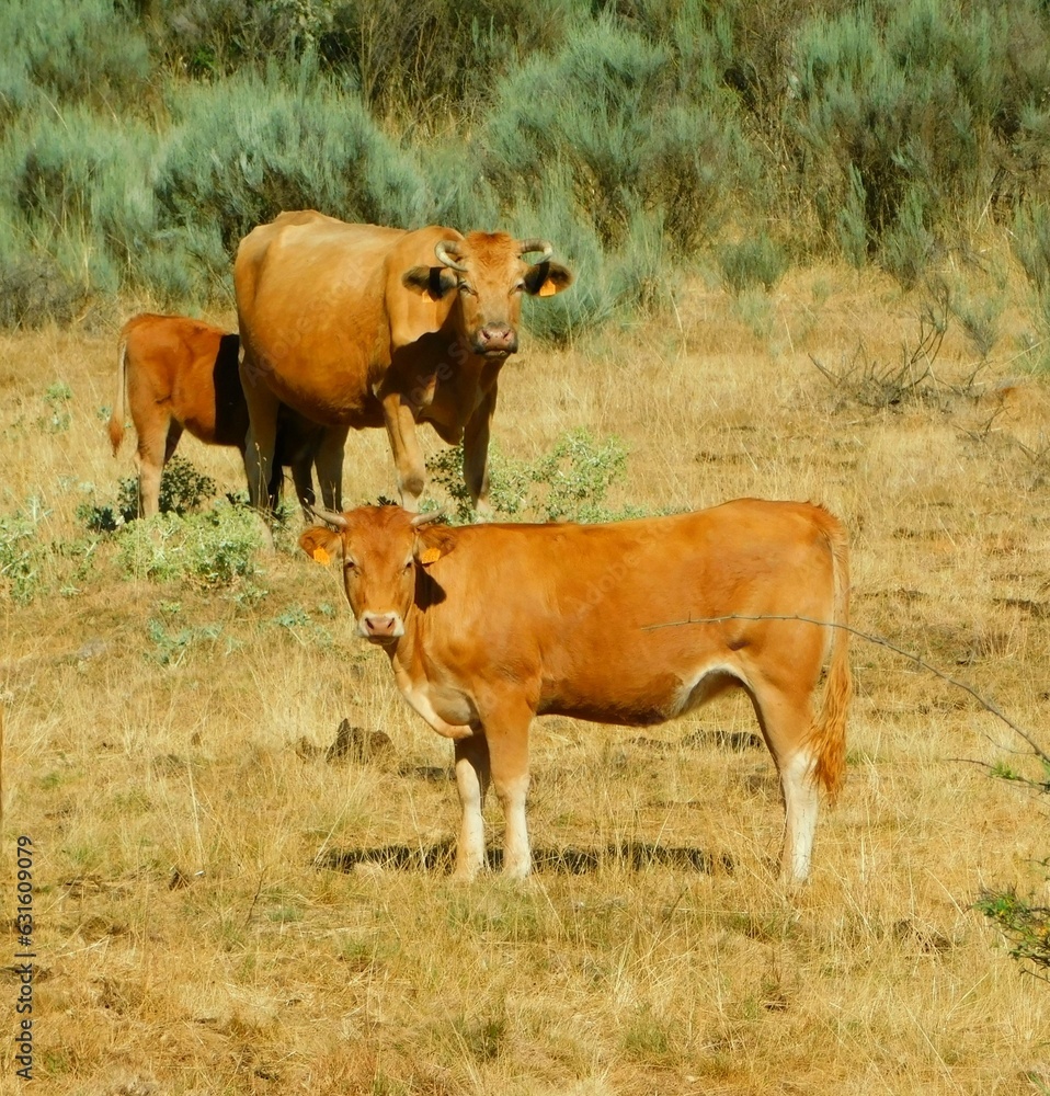 Group of grazing cows in a field