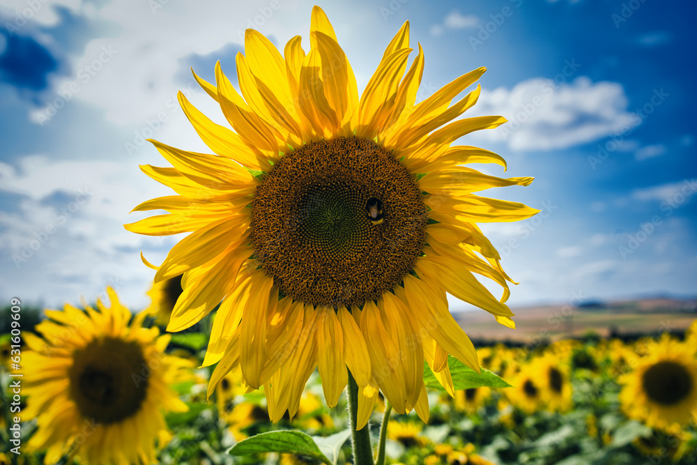 Sunflower in the field. Bee on the flower. Sunflower in the field. Bee on the flower.