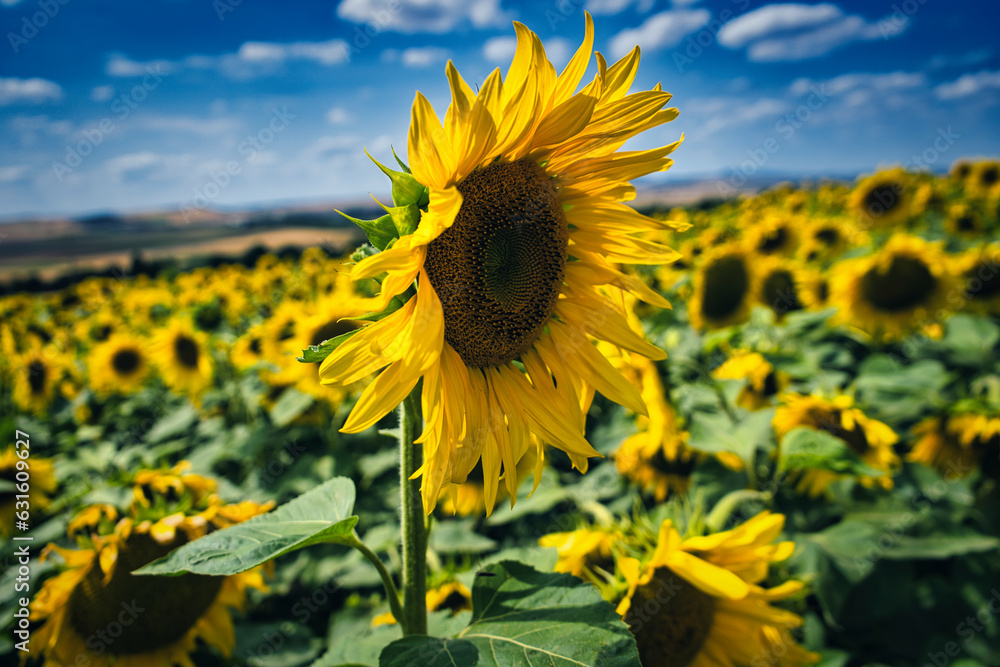 Obraz premium sunflower field in the summer
