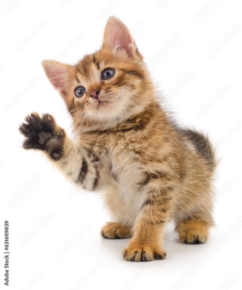 Obraz premium Kitten on white background.