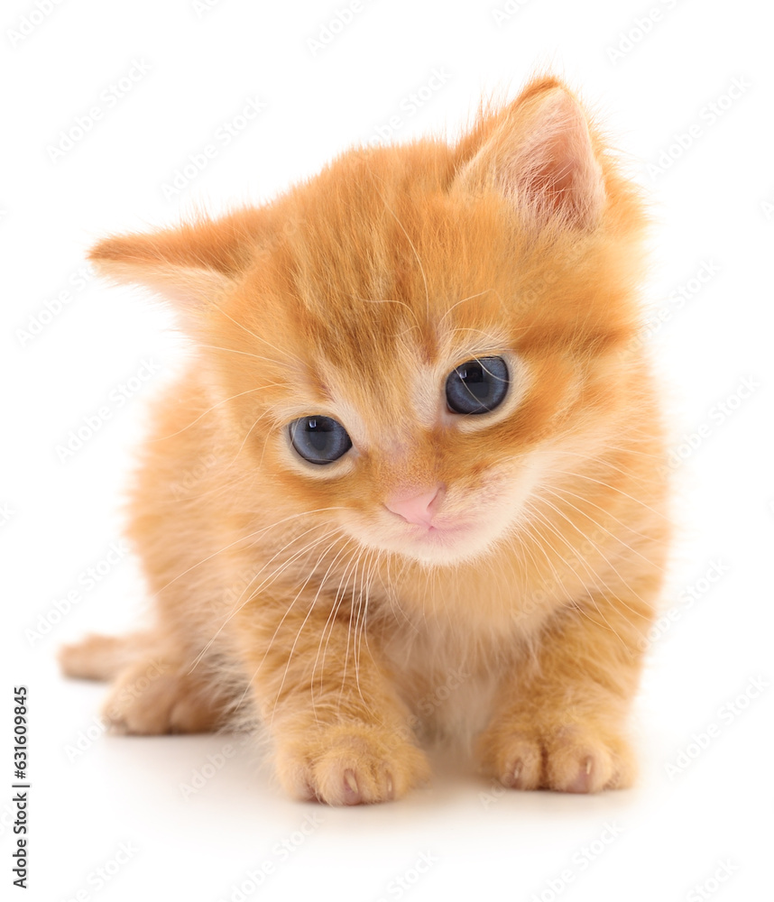 Kitten on white background.