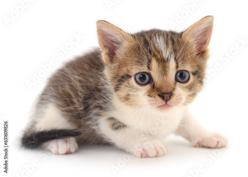 Kitten on white background. © olhastock