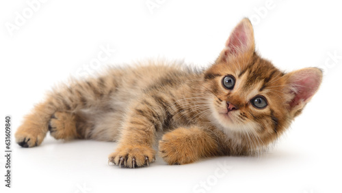 Small brown kitten. © olhastock