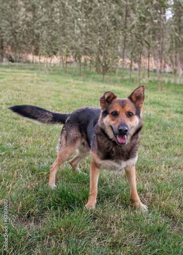 Energetic German Shepherd Enjoying Playtime in Dog Shelter. This heartwarming stock photo encapsulates the essence of hope and resilience and the transformative power of love and care.