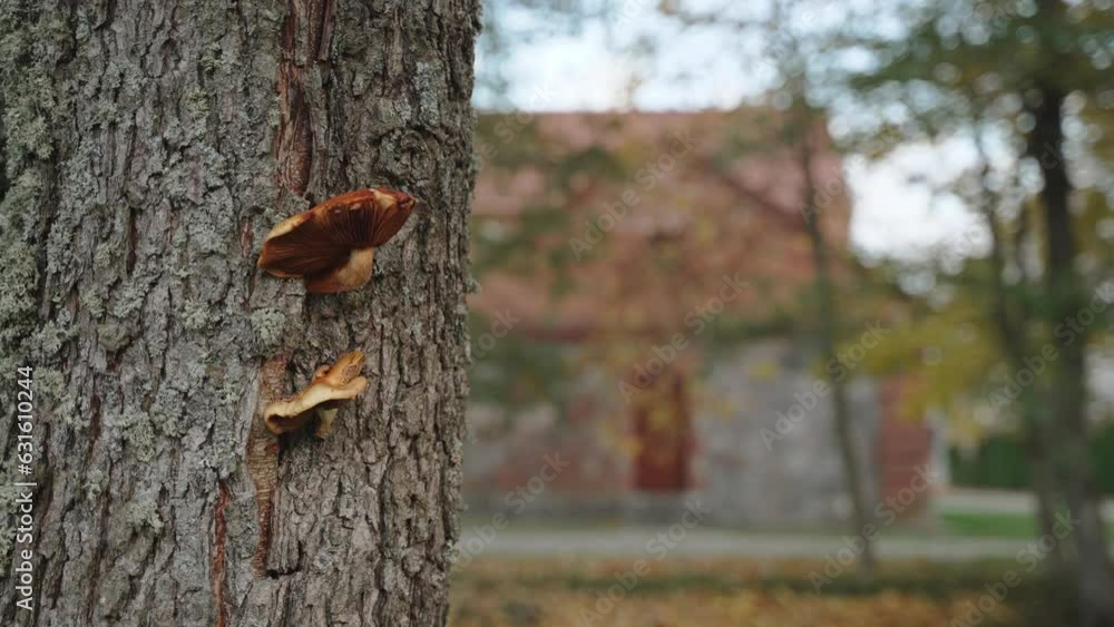 Brown agaric autumn mushrooms grow on bark of old tree, handheld shot. Close-up of eukaryotic organisms growing in unusual place in park near blurred house. Parasitic organism on tree trunk. Brown agaric autumn mushrooms grow on bark of old tree, handheld shot. Close-up of eukaryotic organisms growing in unusual place in park near blurred house. Parasitic organism on tree trunk.