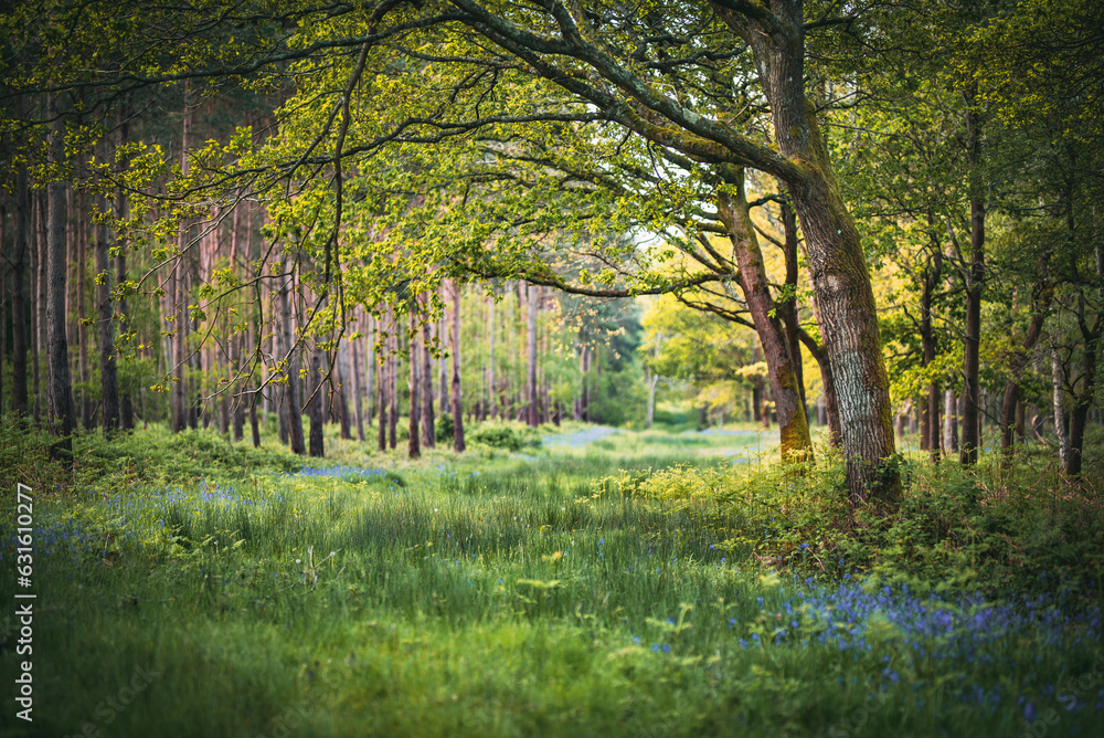 Bluebells in a field in sunny weather on a quiet evening, West Sussex, UK Bluebells in a field in sunny weather on a quiet evening, West Sussex, UK