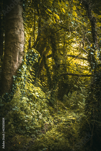 Jungle like overgrown forest inspring close to Brighton, East Sussex, UK photo