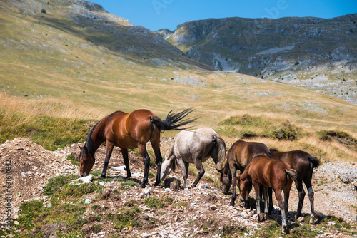 Free wild horses grazing on the Bjela  nica mountain