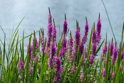 Lythrum salicaria or purple loosestrife (considered an invasive plant in some areas) grows by a pond in the park photo