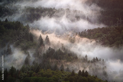 Fog rises after a summer rain shower in the northern Black Forest and creates a dreamlike atmosphere