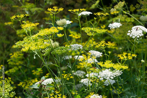 Tableau sur toile Daucus carota also known as Queen Anne's lace and wild parsnip (?)
