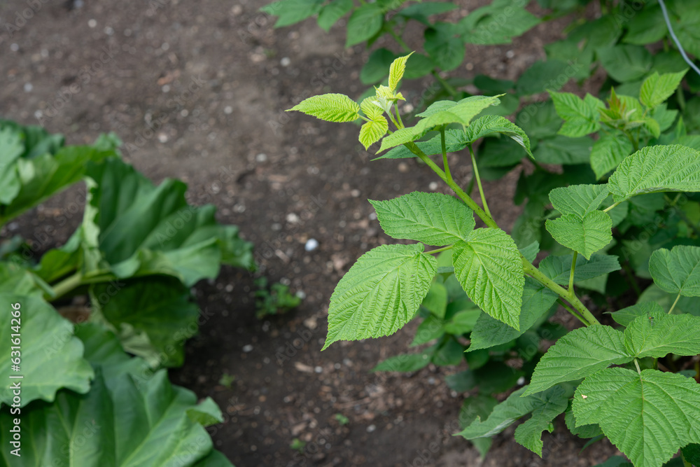 plants in a garden (rhubarb leaves, left - new raspberry shoot, right) plants in a garden (rhubarb leaves, left - new raspberry shoot, right)