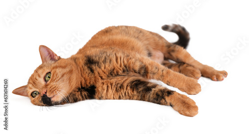 Cute brown, tabby British Shorthair Cat lying down, paws extended, isolated