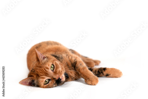 Cute brown, tabby British Shorthair Cat lying on white, isolated, looking at the camera, select focus
