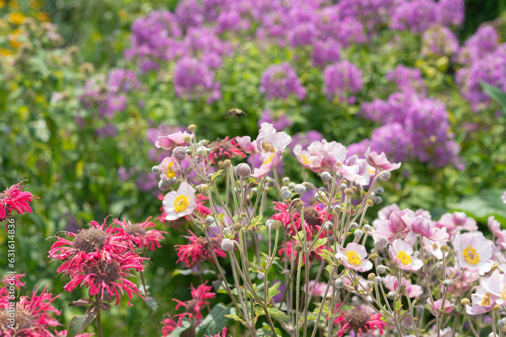 red monarda, pink anemone, and purple phlox in a summer flower garden red monarda, pink anemone, and purple phlox in a summer flower garden