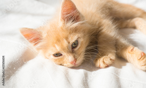 Cute little ginger kitten lies on a white blanket and looks at the camera
