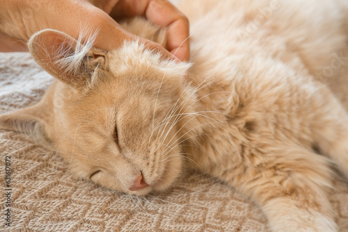 happy cat lovely comfortable sleeping by the woman stroking hand grip at . love to animals concept .