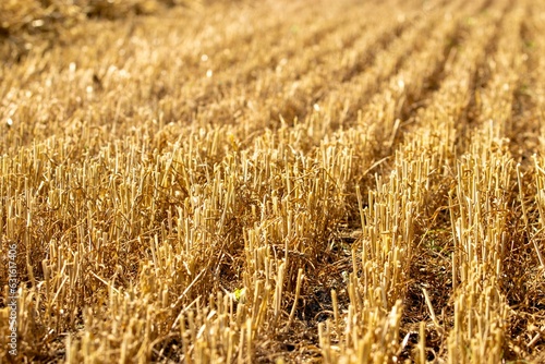 golden wheat stubble photo