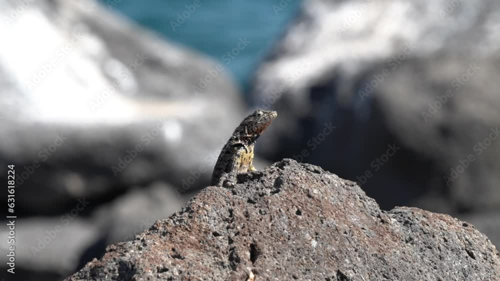 Microlophus albemarlensis, the Galapagos Lava lizard, also known as the Albemarle Lava lizard, is endemic to the Galapagos Islands of Ecuador. Microlophus albemarlensis, the Galapagos Lava lizard, also known as the Albemarle Lava lizard, is endemic to the Galapagos Islands of Ecuador.