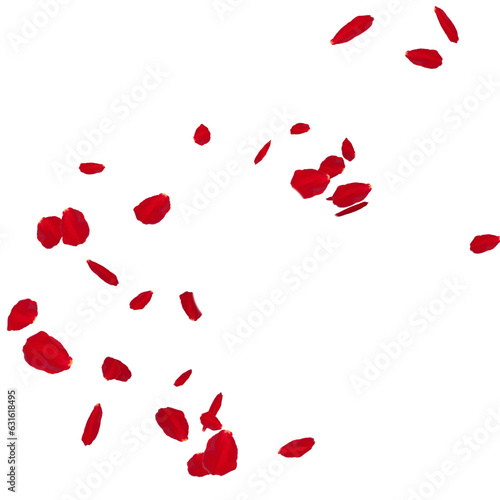 Floating red rose petal isolated on white. Background concept for love greetings on valentines day and mothers day. Space for text. rose for love Beautiful floral overlay with flying pink petals at tr