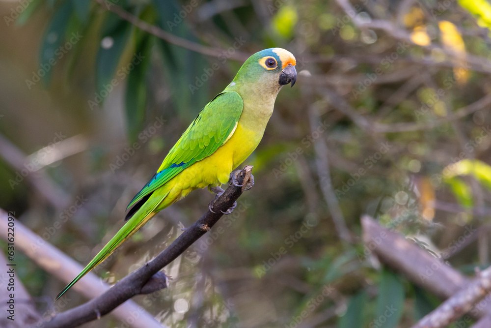 A Peach-fronted Parakeet also know as Periquito-rei perched on a branch in the middle of the woods. Species Eupsittula aurea. Animal world. Bird lover. Birdwatching. Birding.