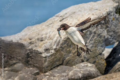 Razorbill landing with fish in beak