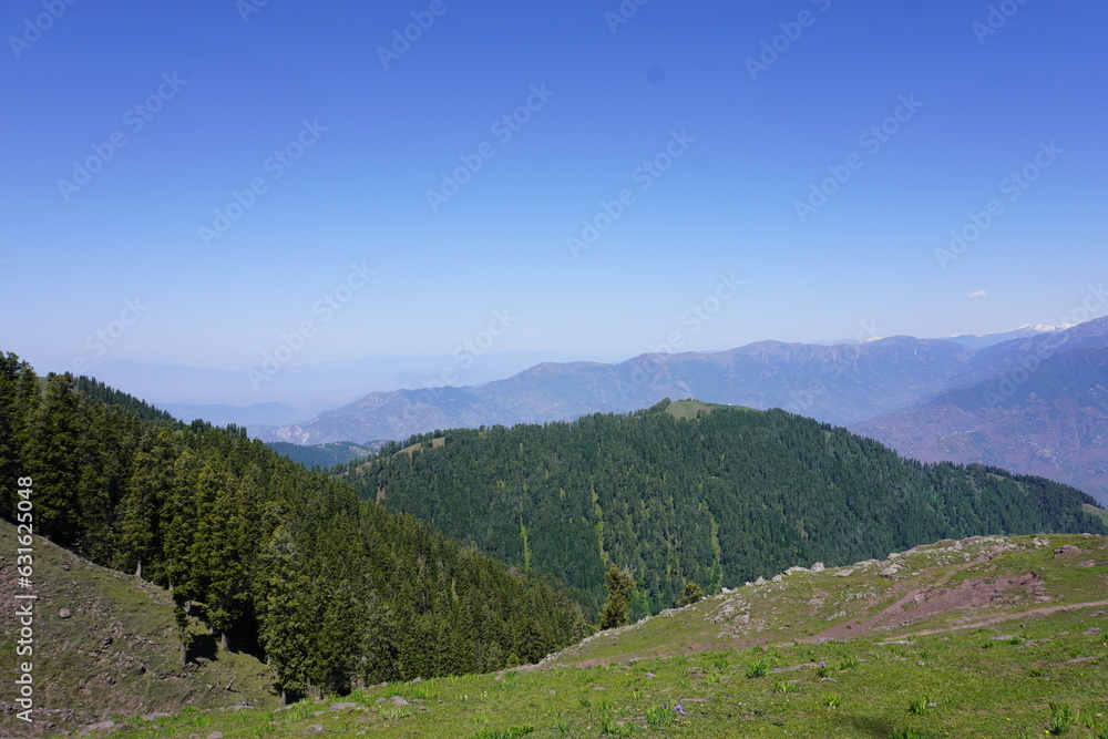 Naklejka premium Himalayan cedar tree forestry in the Pir Panjal Region of Jammu Kashmir - Himalayas glacier mountains and green fir and pine tree line forest landscape